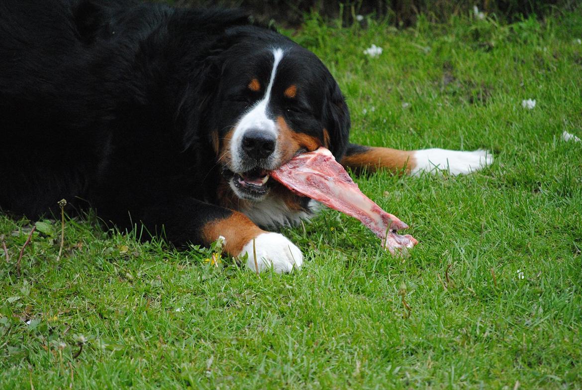 Berner sennenhund balou billede 20