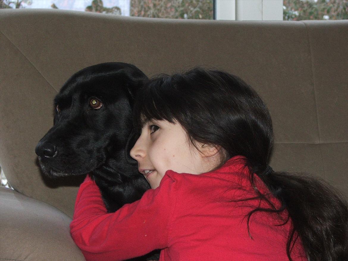 Labrador retriever ronja - se tina der er et elller andet der ude  billede 4