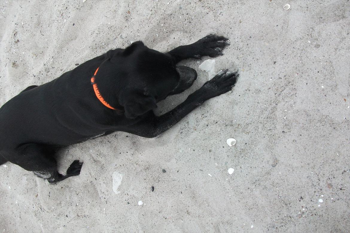 Labrador retriever ronja - ronja på stranden billede 5