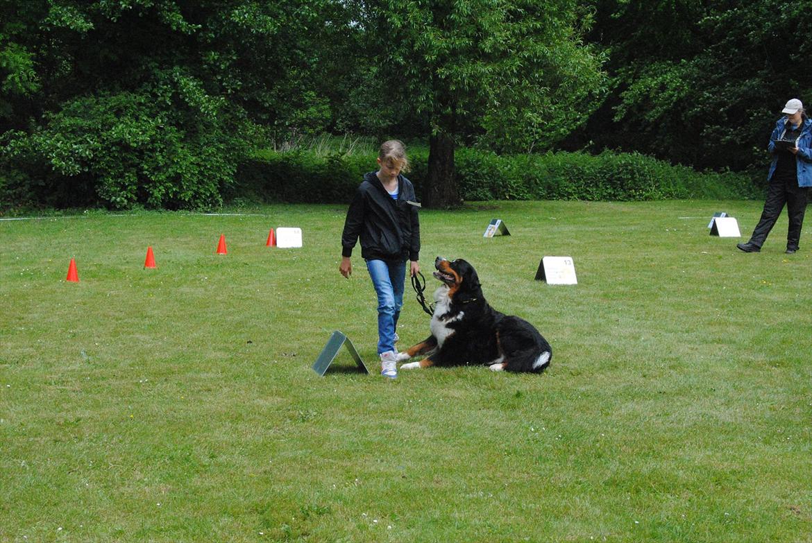 Berner sennenhund balou - Balou til rally billede 8