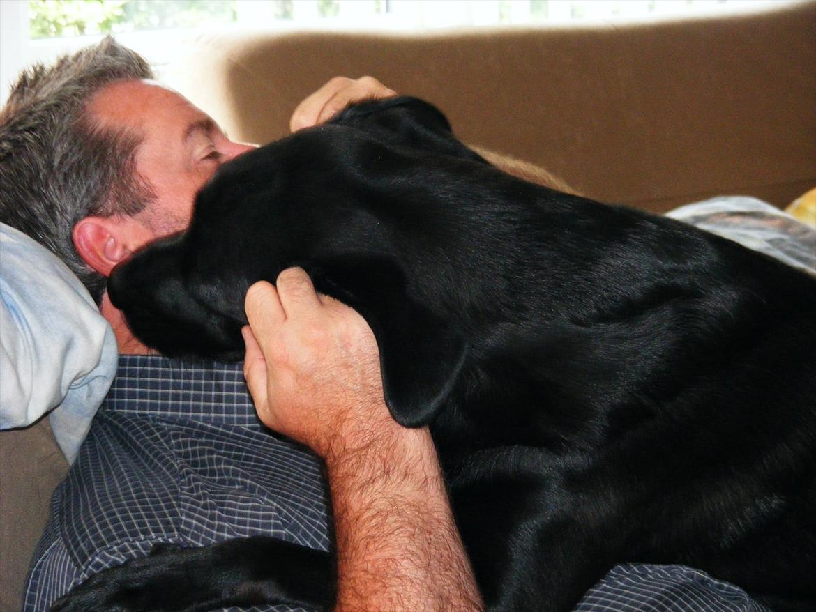 Labrador retriever ronja - det er min far og ronja:) billede 6