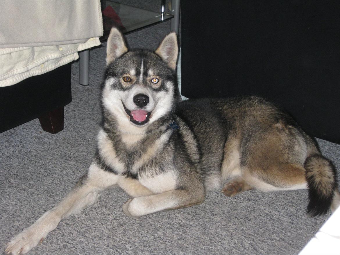 Siberian husky Haicko billede 3