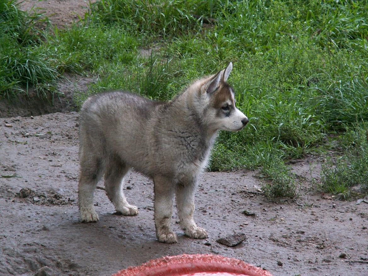 Siberian husky Haicko billede 4
