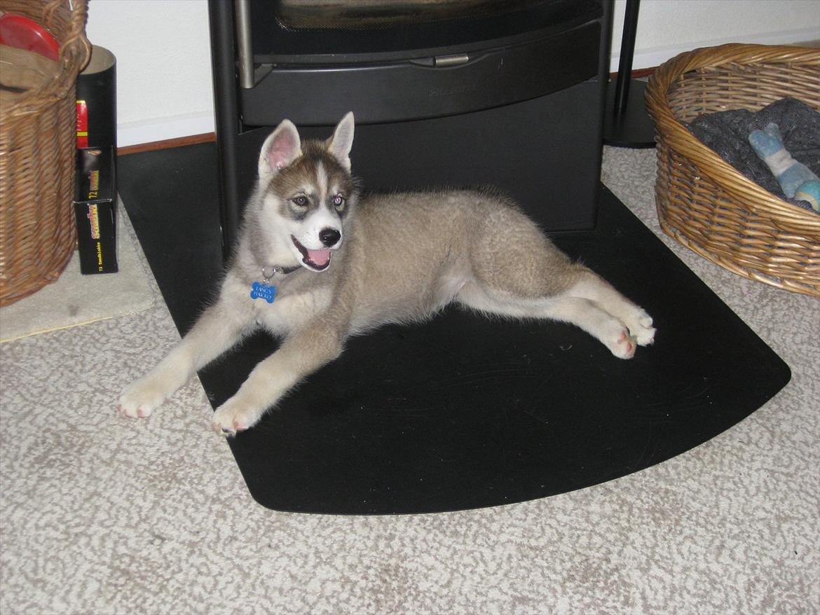 Siberian husky Haicko billede 5