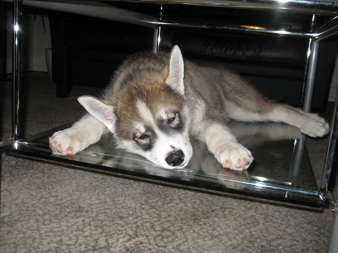 Siberian husky Haicko billede 6