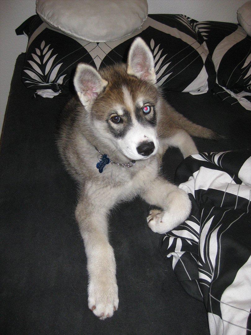 Siberian husky Haicko billede 7