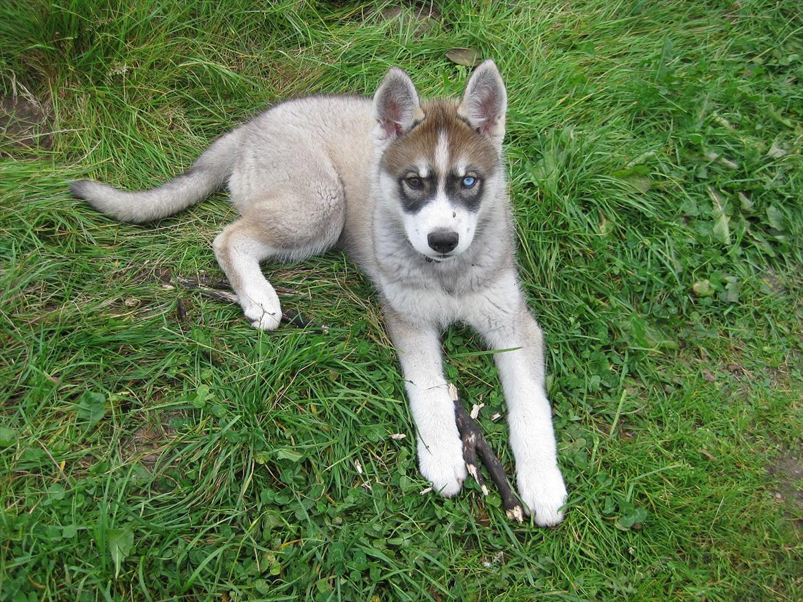 Siberian husky Haicko billede 8