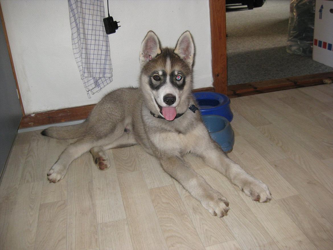 Siberian husky Haicko billede 9