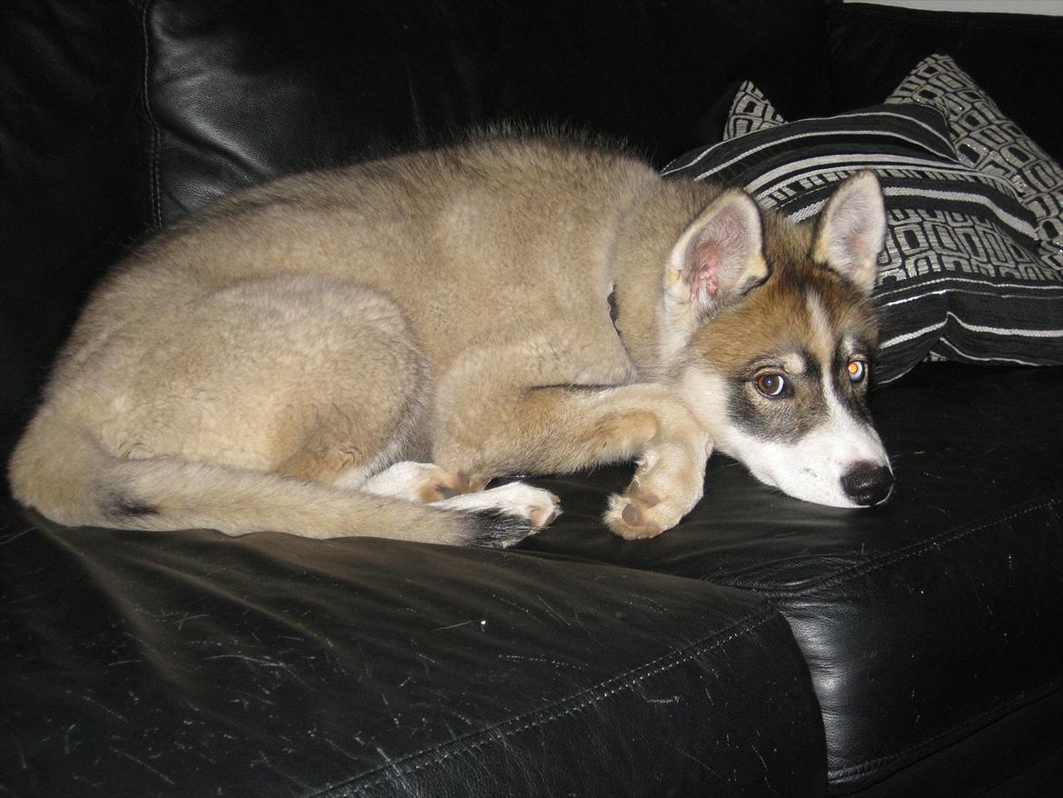 Siberian husky Haicko billede 10