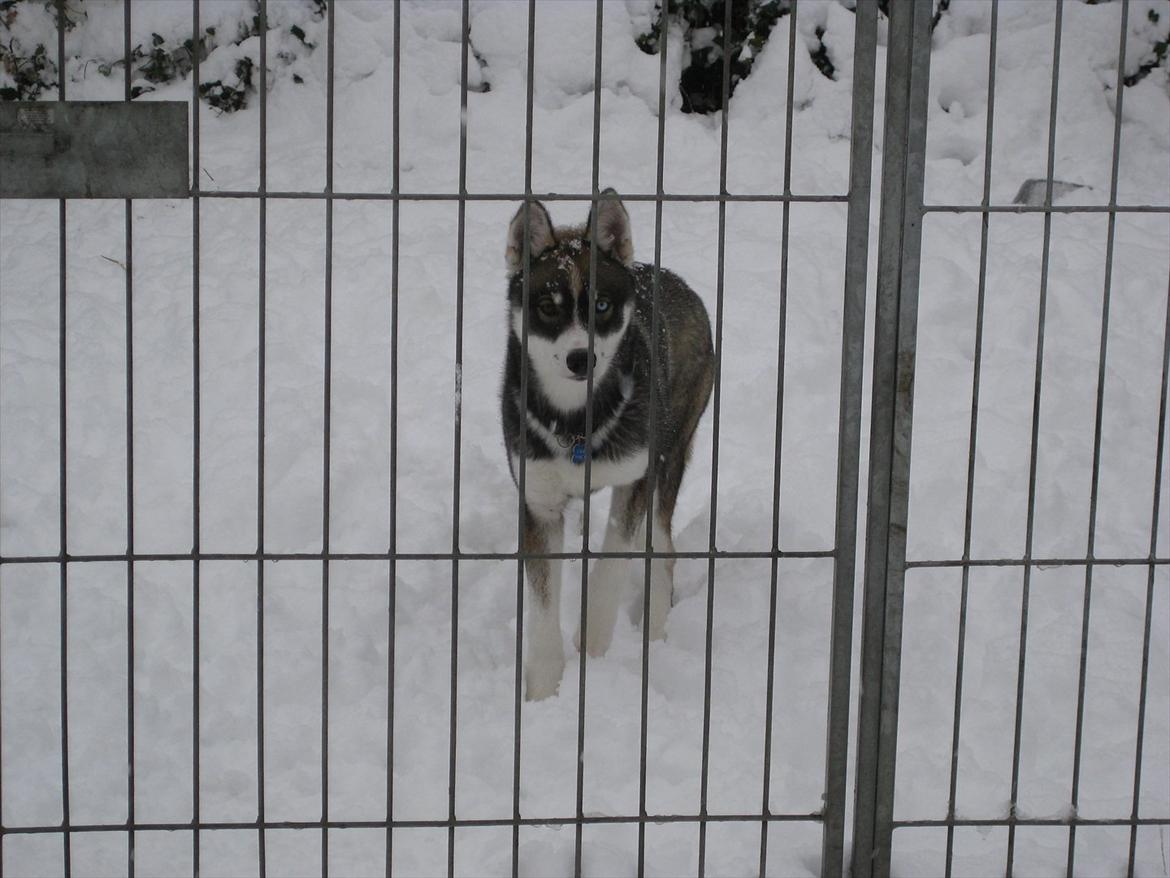 Siberian husky Haicko billede 11