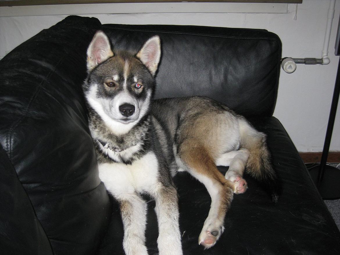 Siberian husky Haicko billede 12