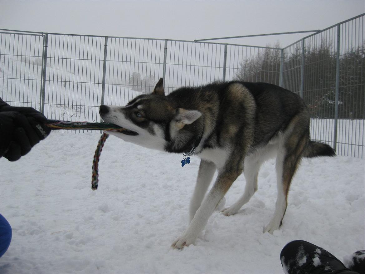 Siberian husky Haicko billede 13