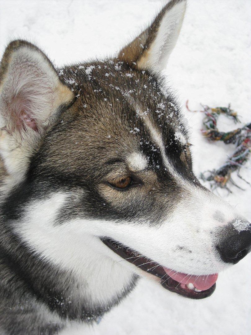 Siberian husky Haicko billede 14