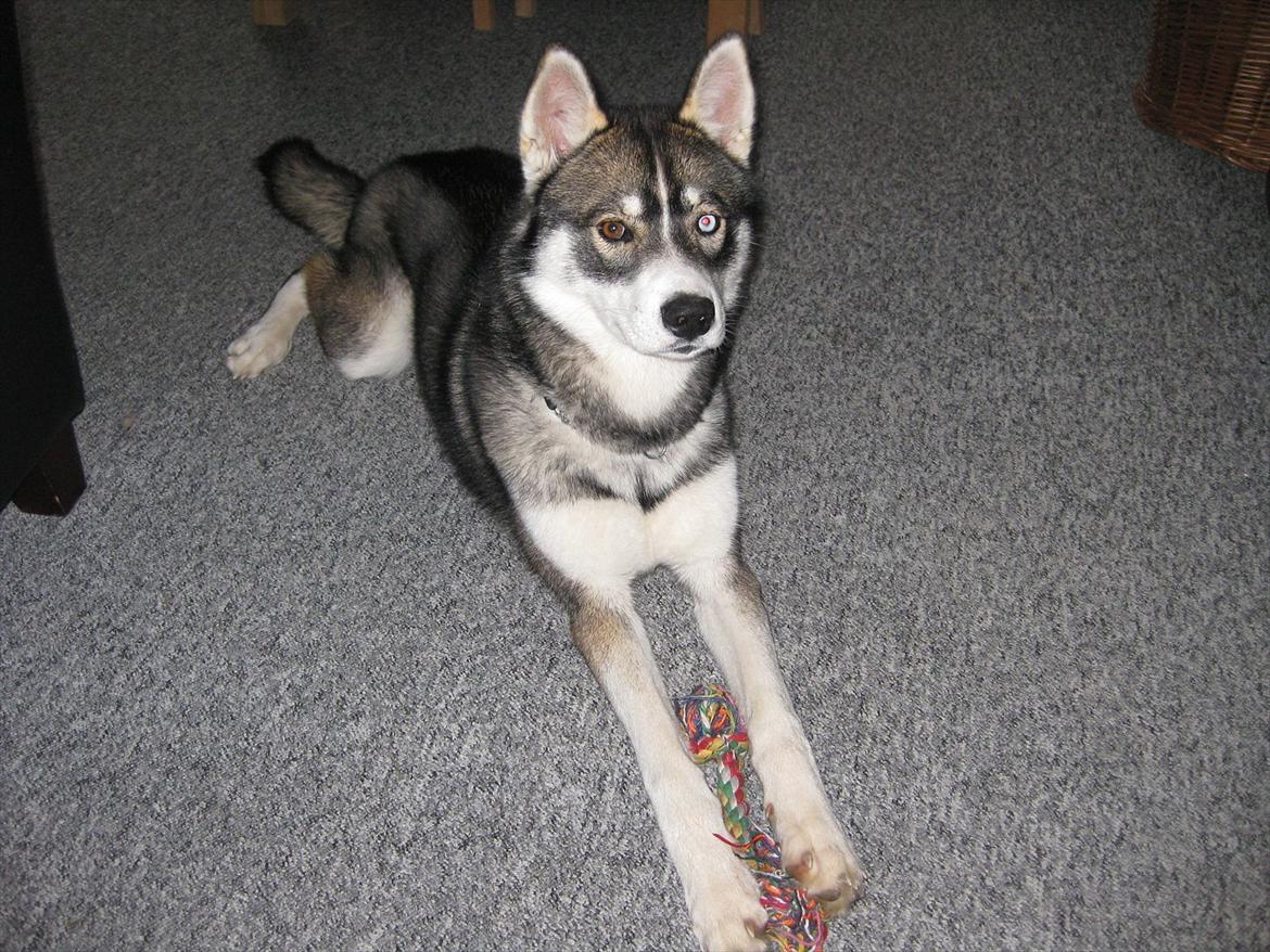 Siberian husky Haicko billede 15