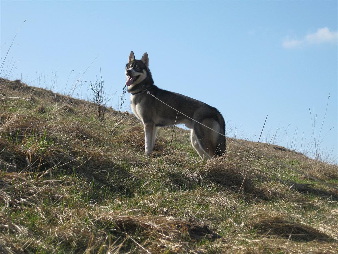Siberian husky Haicko billede 16