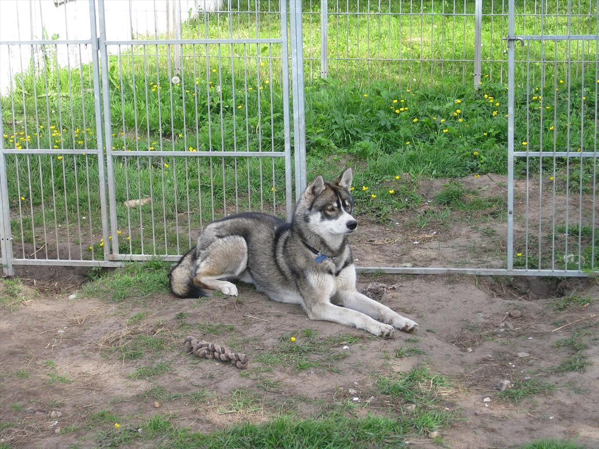 Siberian husky Haicko billede 17