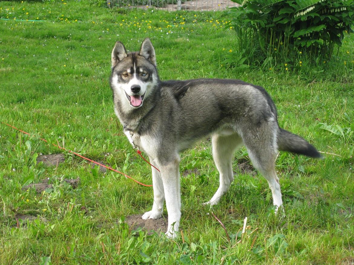 Siberian husky Haicko billede 18