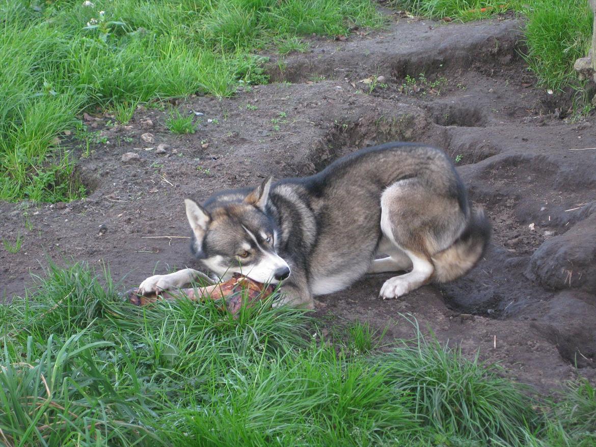 Siberian husky Haicko billede 19