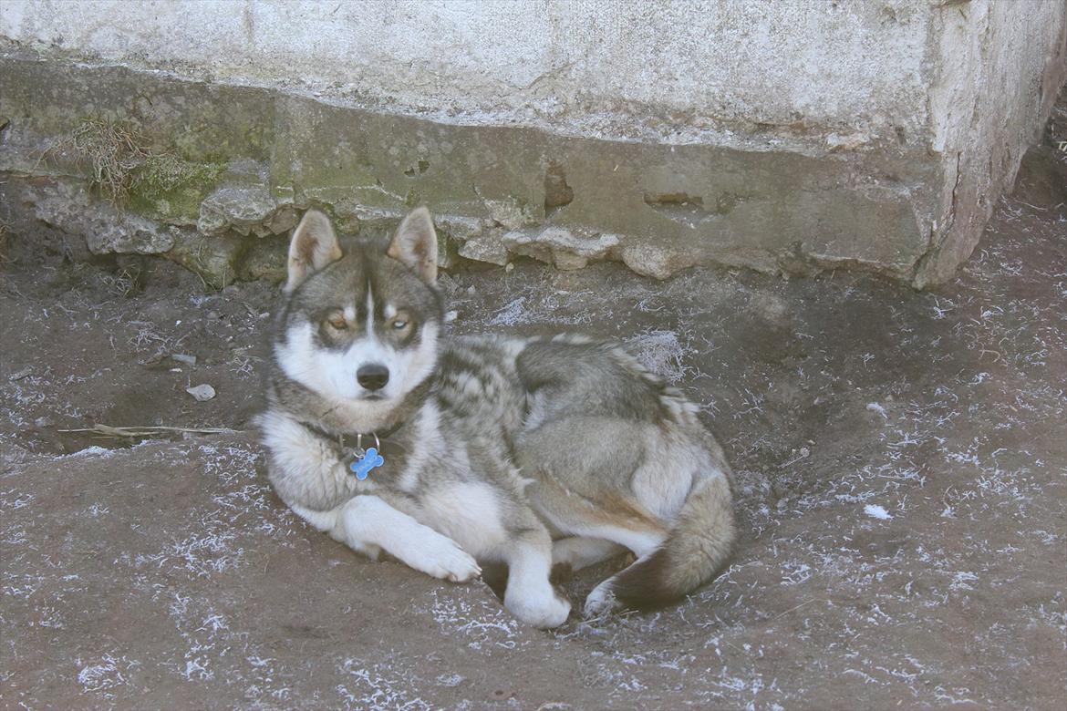 Siberian husky Haicko billede 20