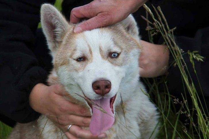 Siberian husky Pocus billede 2