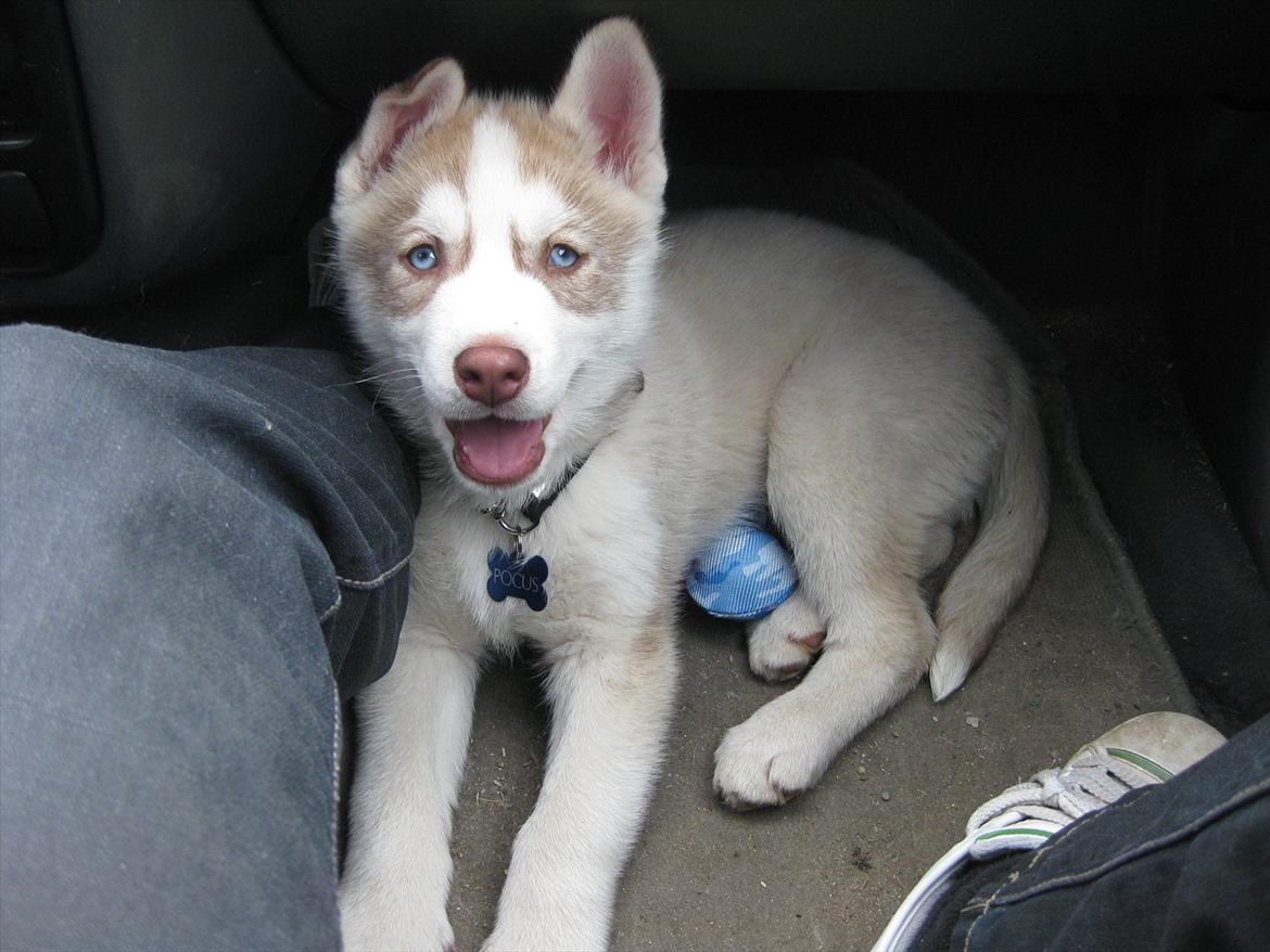 Siberian husky Pocus billede 3