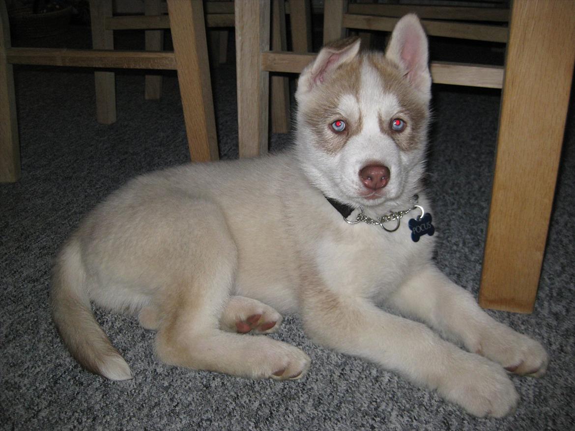 Siberian husky Pocus billede 4
