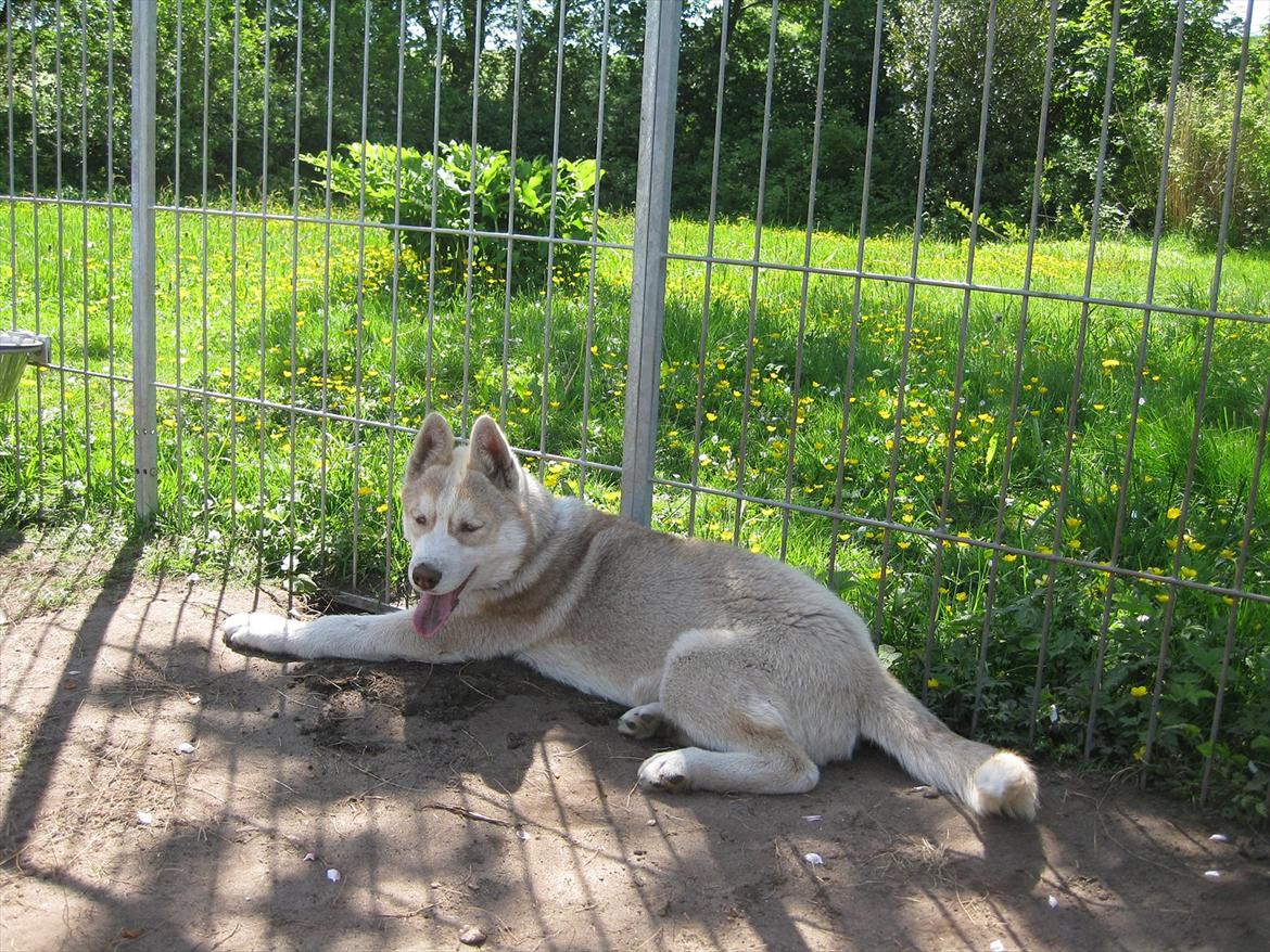 Siberian husky Pocus billede 6
