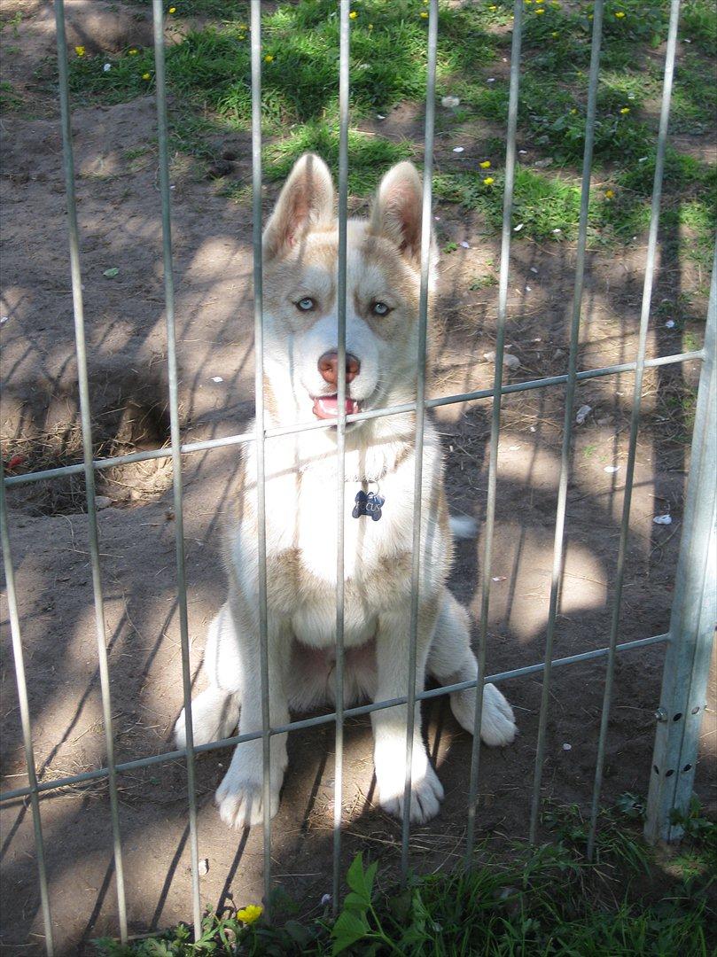 Siberian husky Pocus billede 7