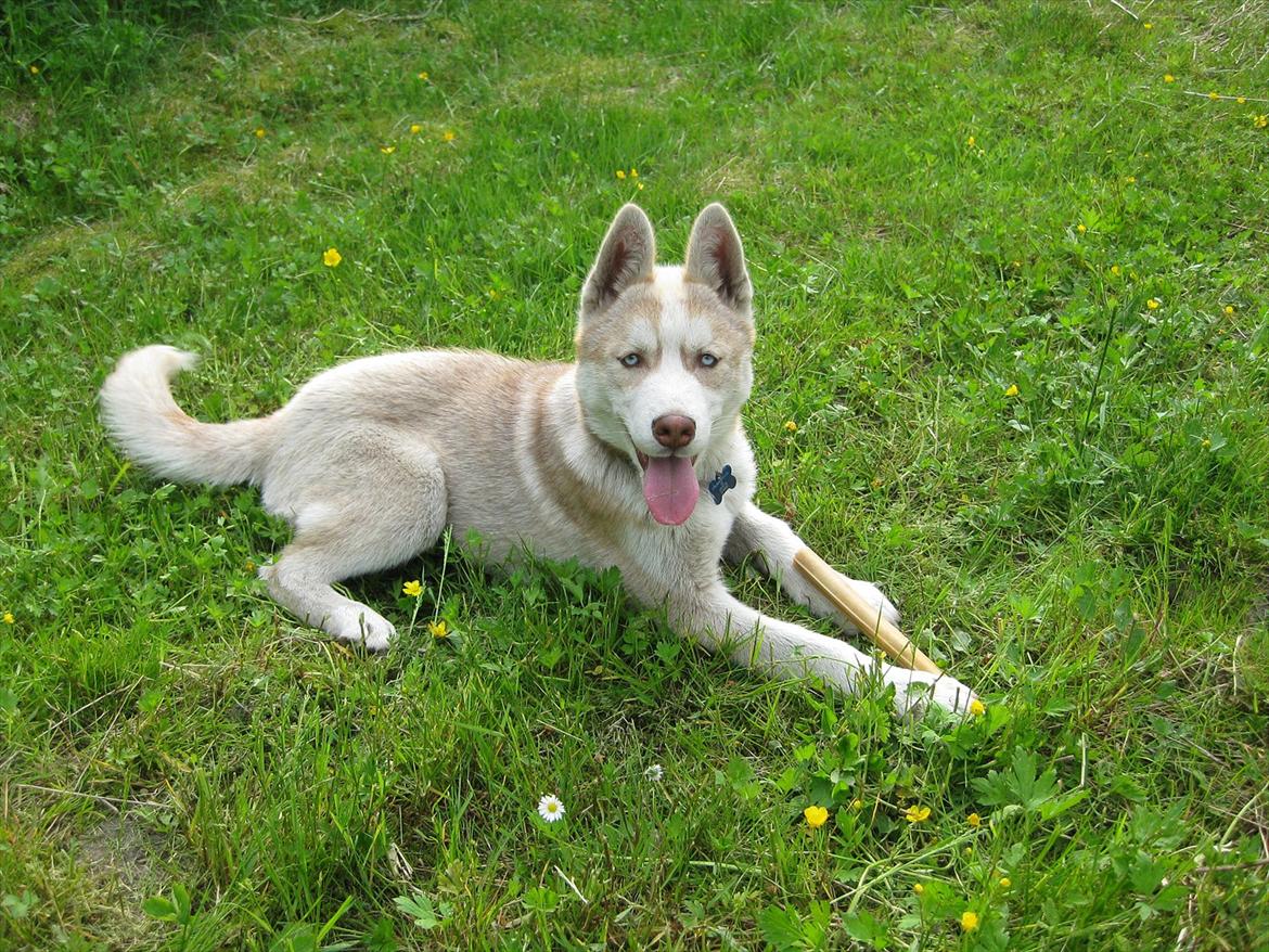 Siberian husky Pocus billede 8