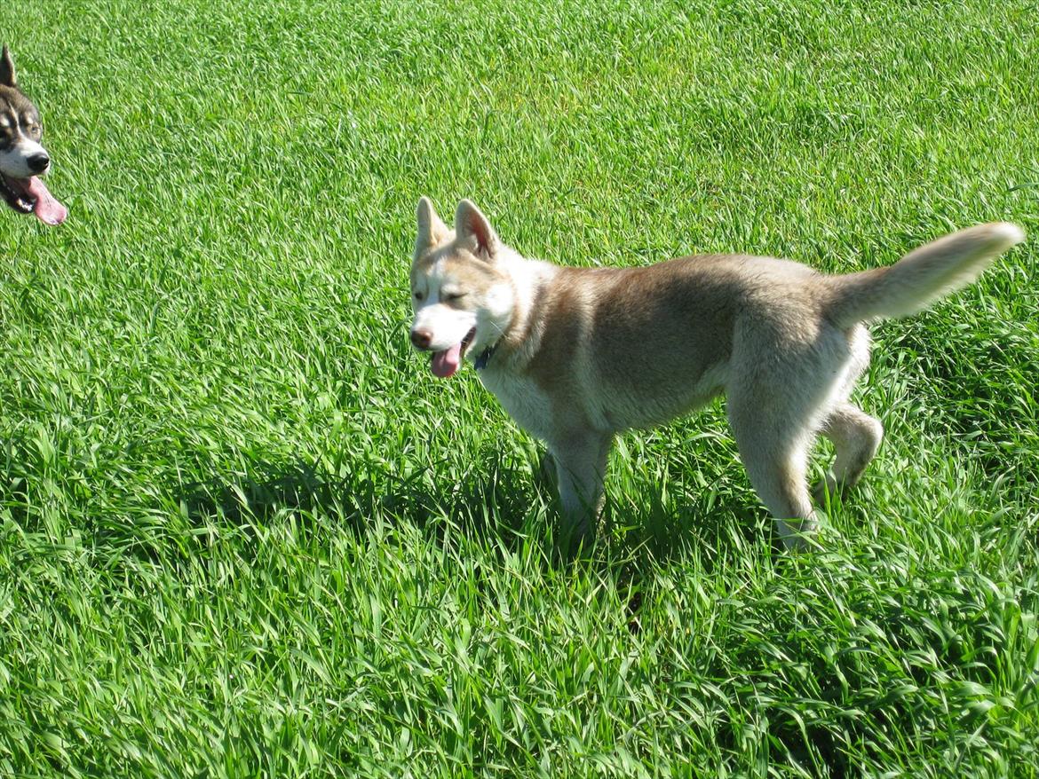 Siberian husky Pocus billede 9