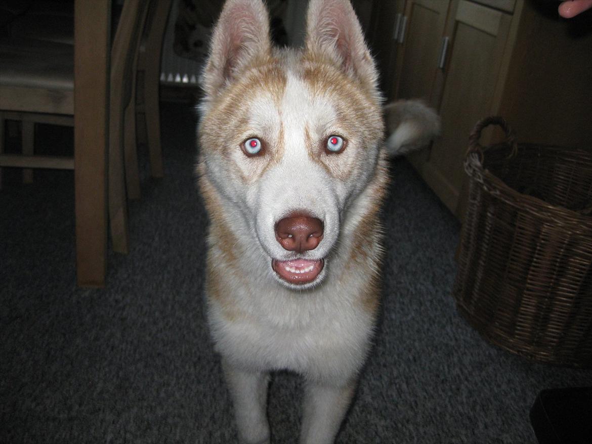 Siberian husky Pocus billede 10