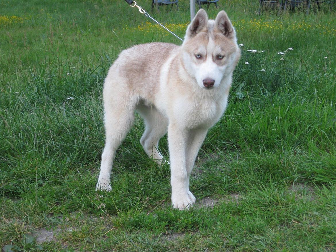 Siberian husky Pocus billede 11