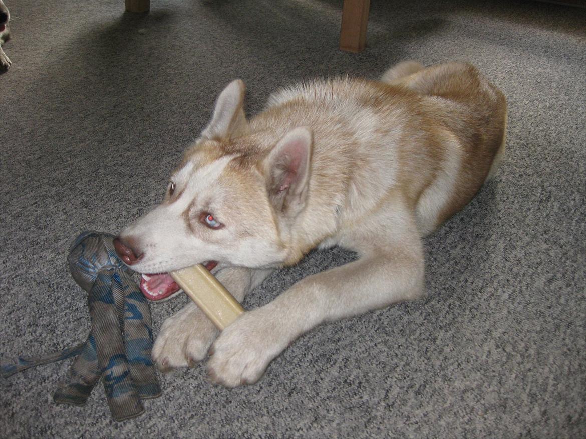 Siberian husky Pocus billede 12