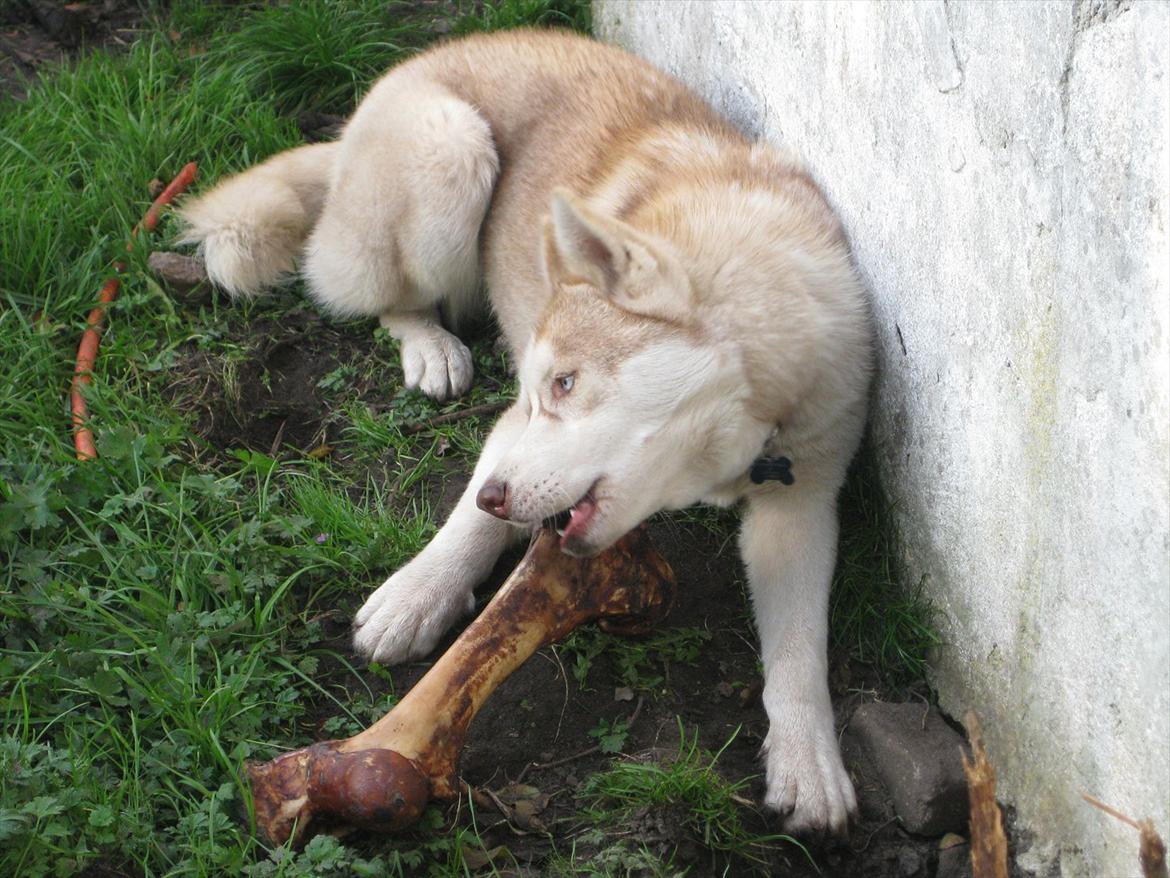 Siberian husky Pocus billede 13