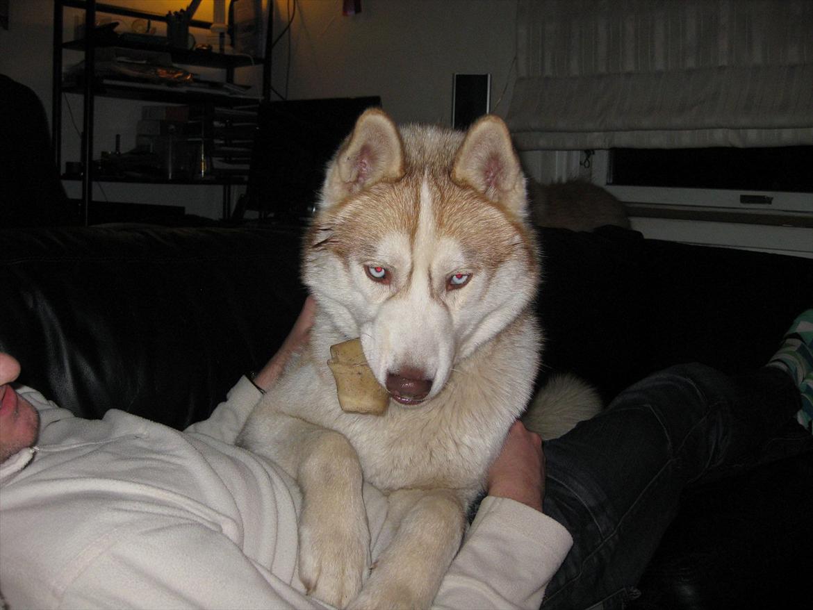 Siberian husky Pocus billede 14