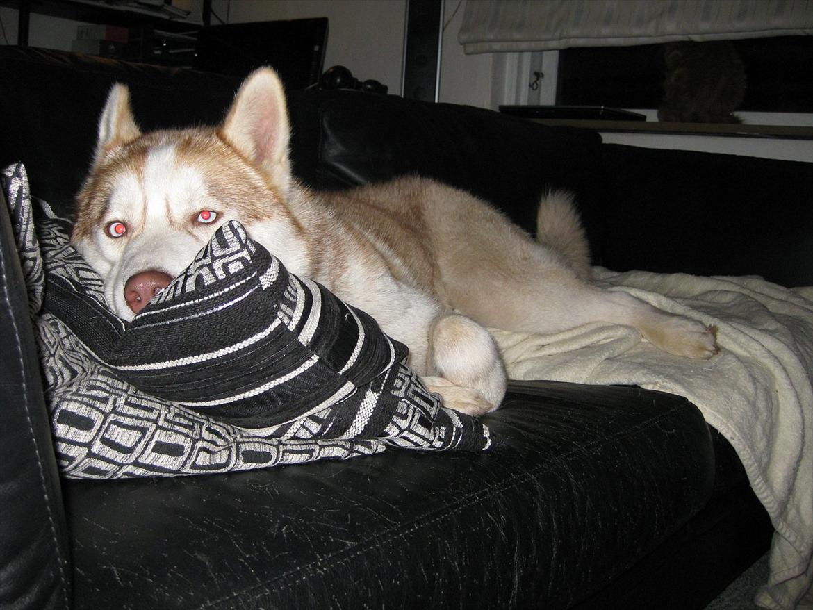 Siberian husky Pocus billede 15