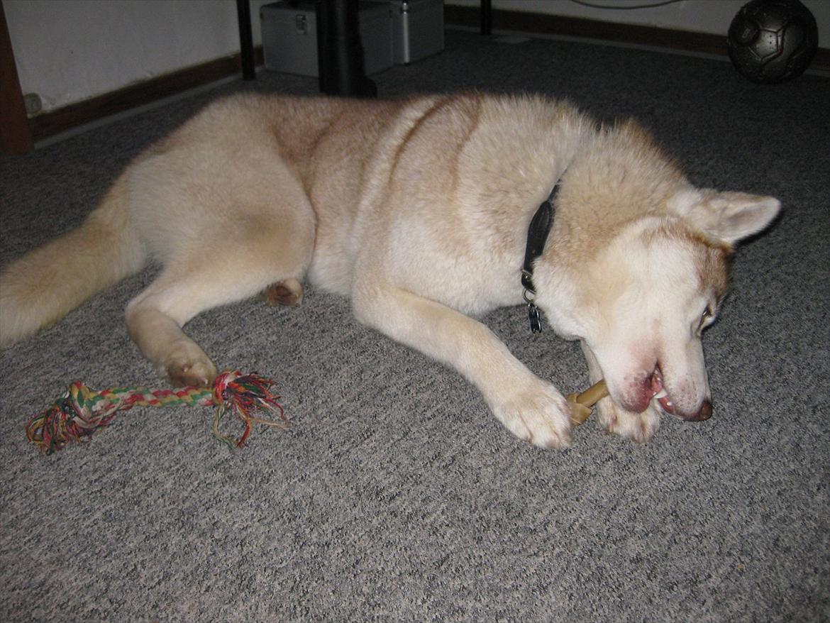 Siberian husky Pocus billede 16