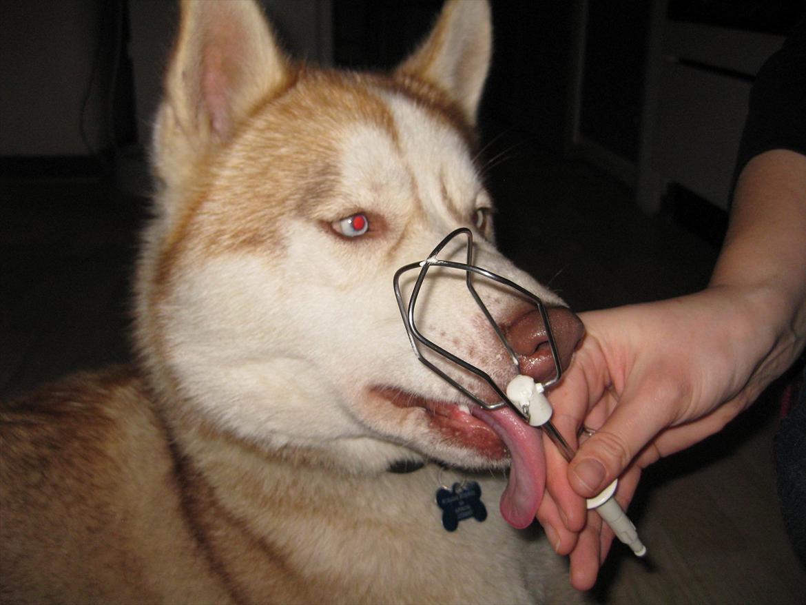 Siberian husky Pocus billede 17