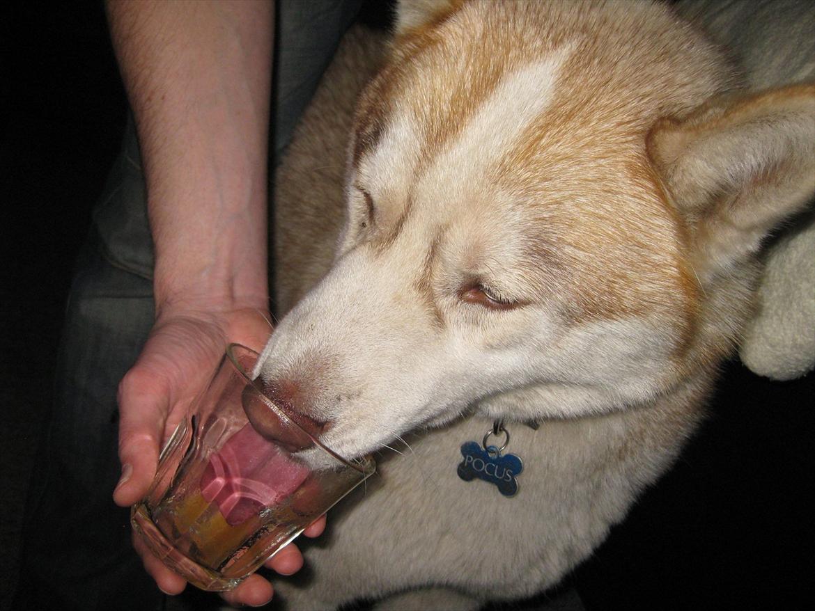 Siberian husky Pocus billede 18
