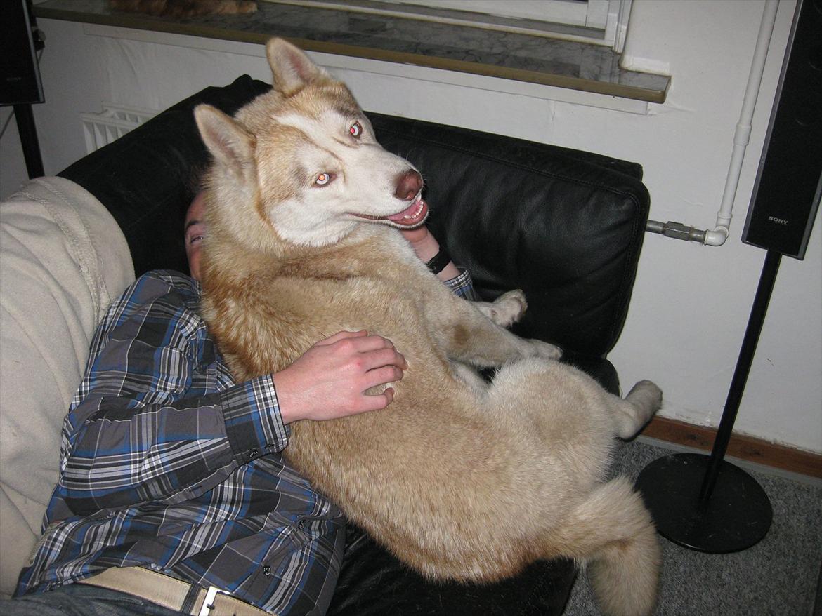 Siberian husky Pocus billede 19