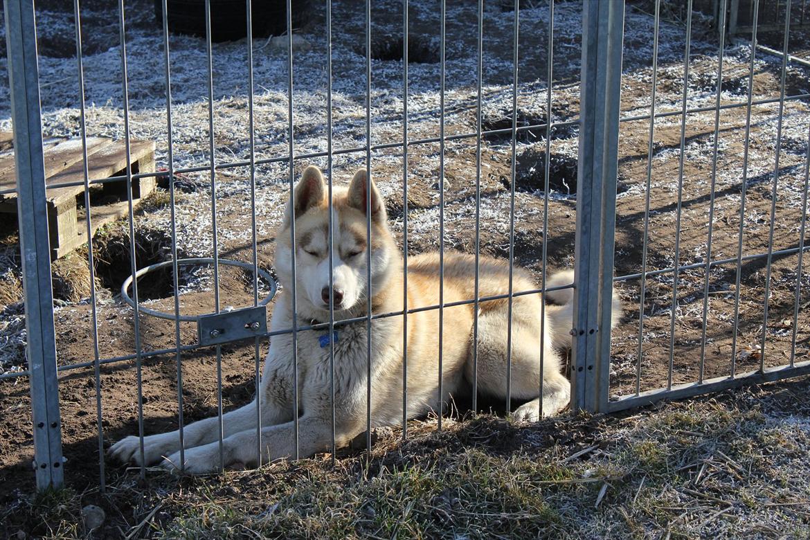 Siberian husky Pocus billede 20