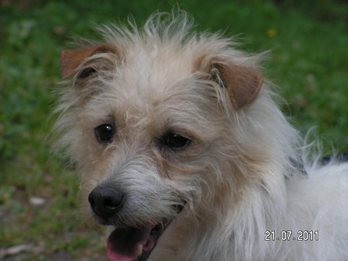 Jack russell terrier Tot billede 13