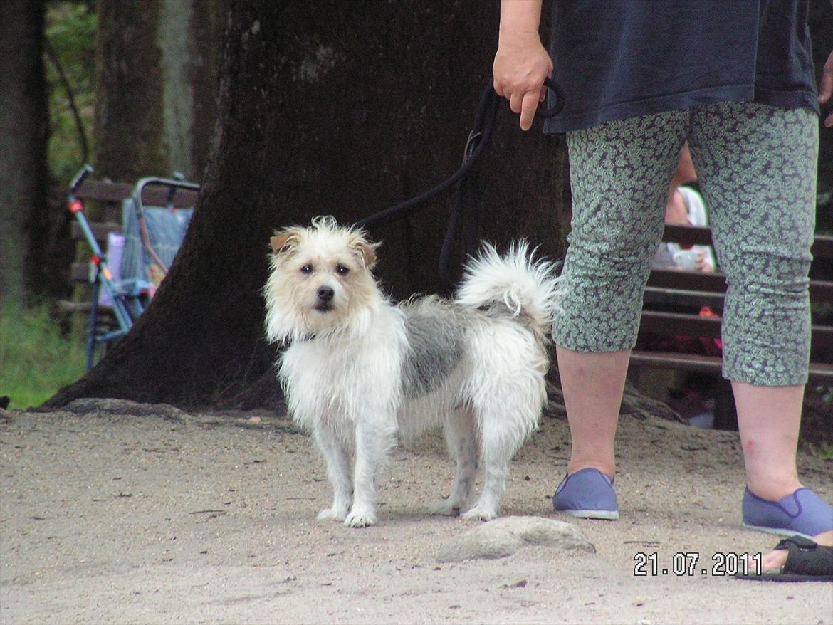 Jack russell terrier Tot billede 14