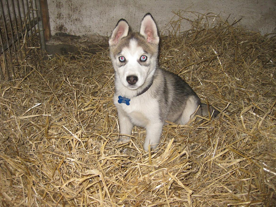 Siberian husky Qomet billede 2