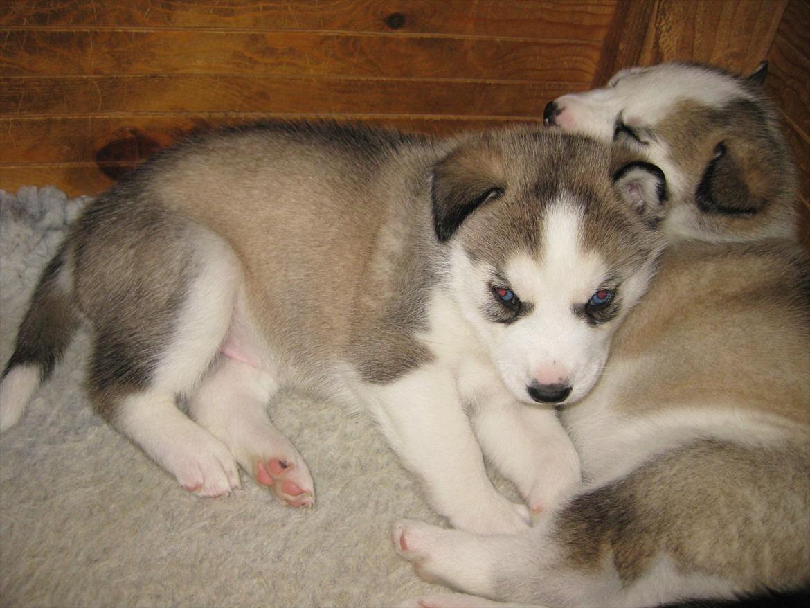 Siberian husky Qomet billede 3