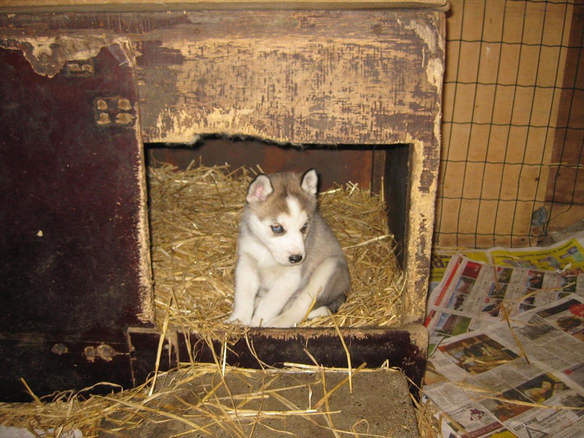 Siberian husky Qomet billede 7