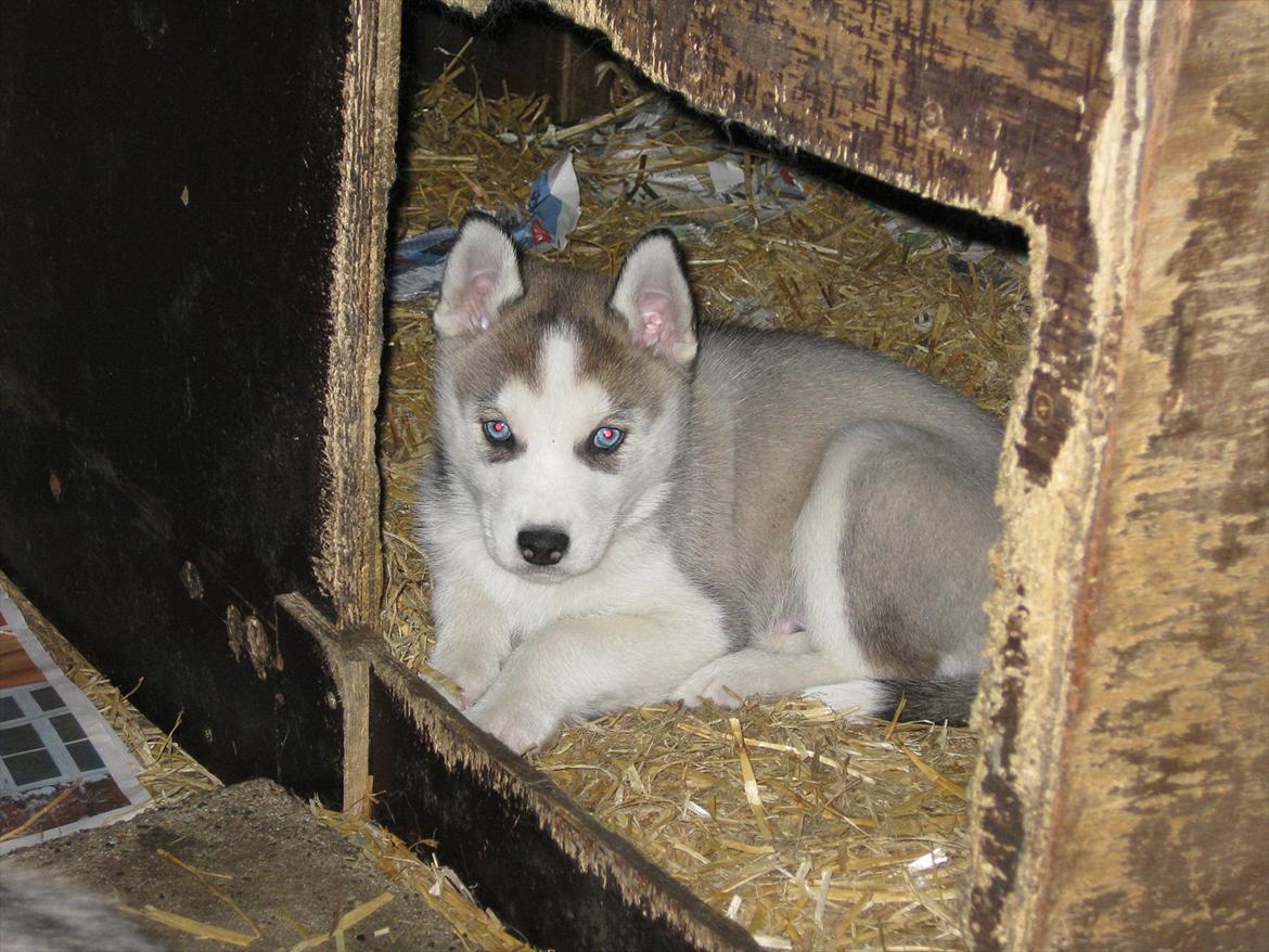 Siberian husky Qomet billede 10