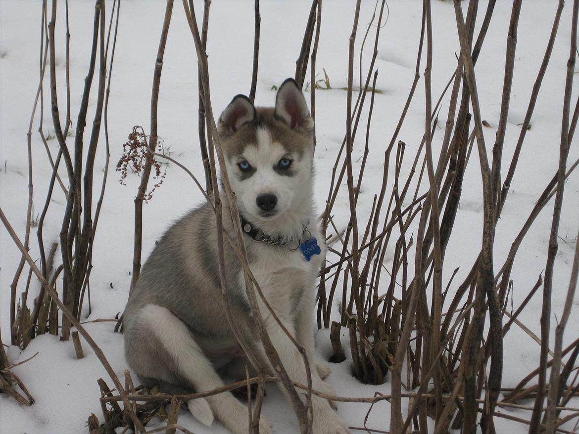 Siberian husky Qomet billede 16