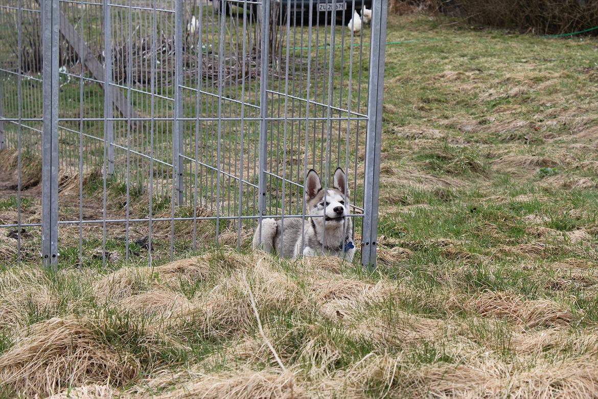 Siberian husky Qomet billede 19