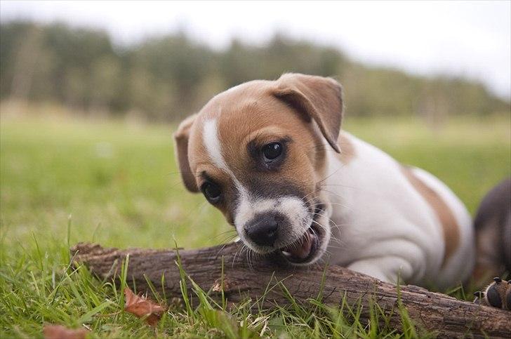 Blanding af racer Bianca billede 10